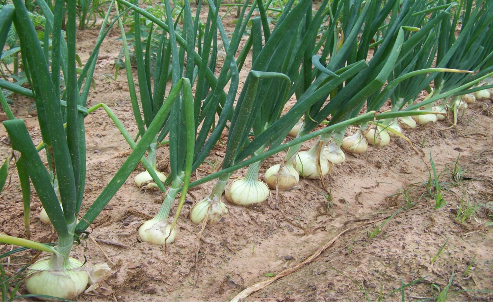 200+EARLY TEXAS GRANO ONION Seed Organic Short Day Spring Fall Vegetable Garden