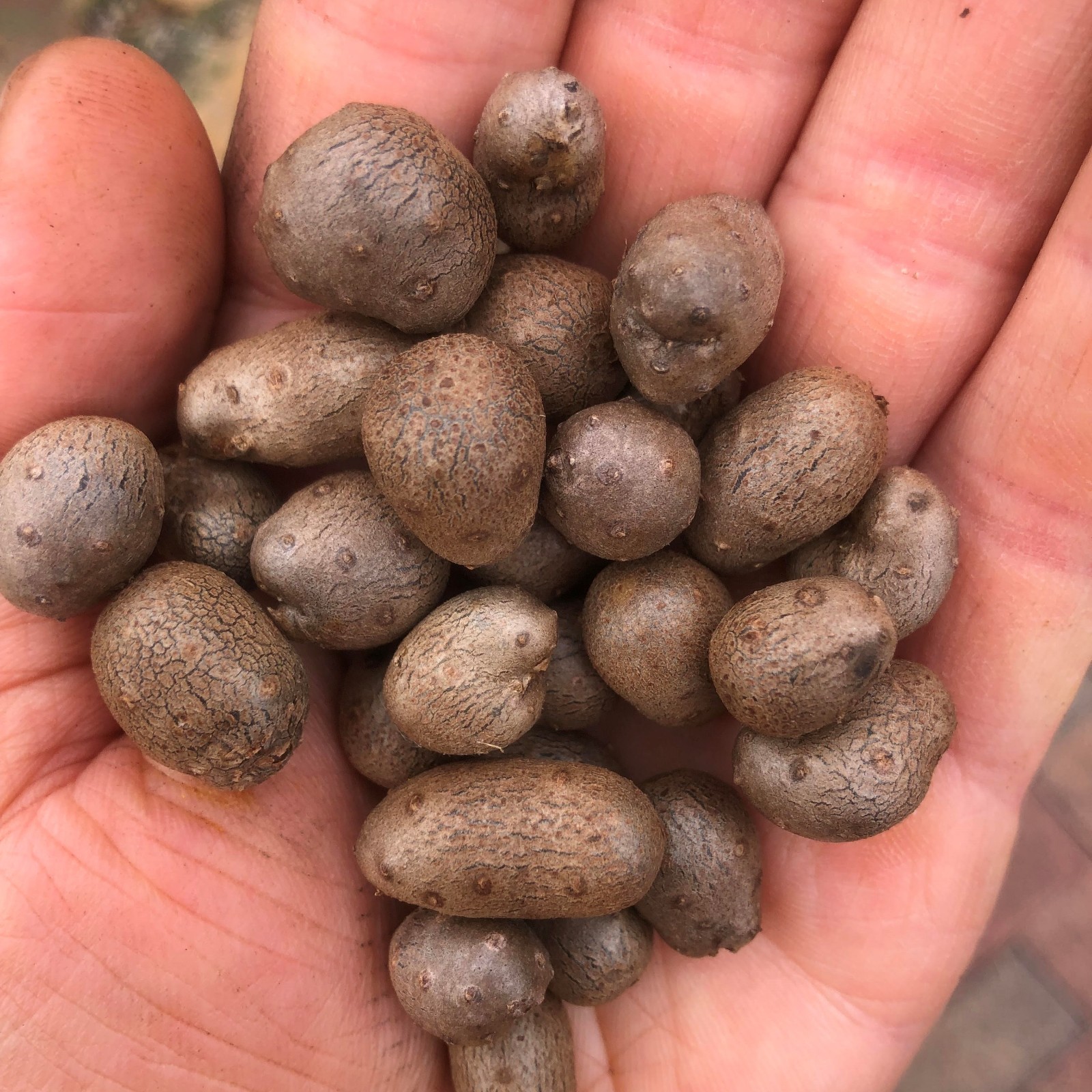 5 Large Chinese Wild Yam Bulbils Improved Selection (Dioscorea polystachya)