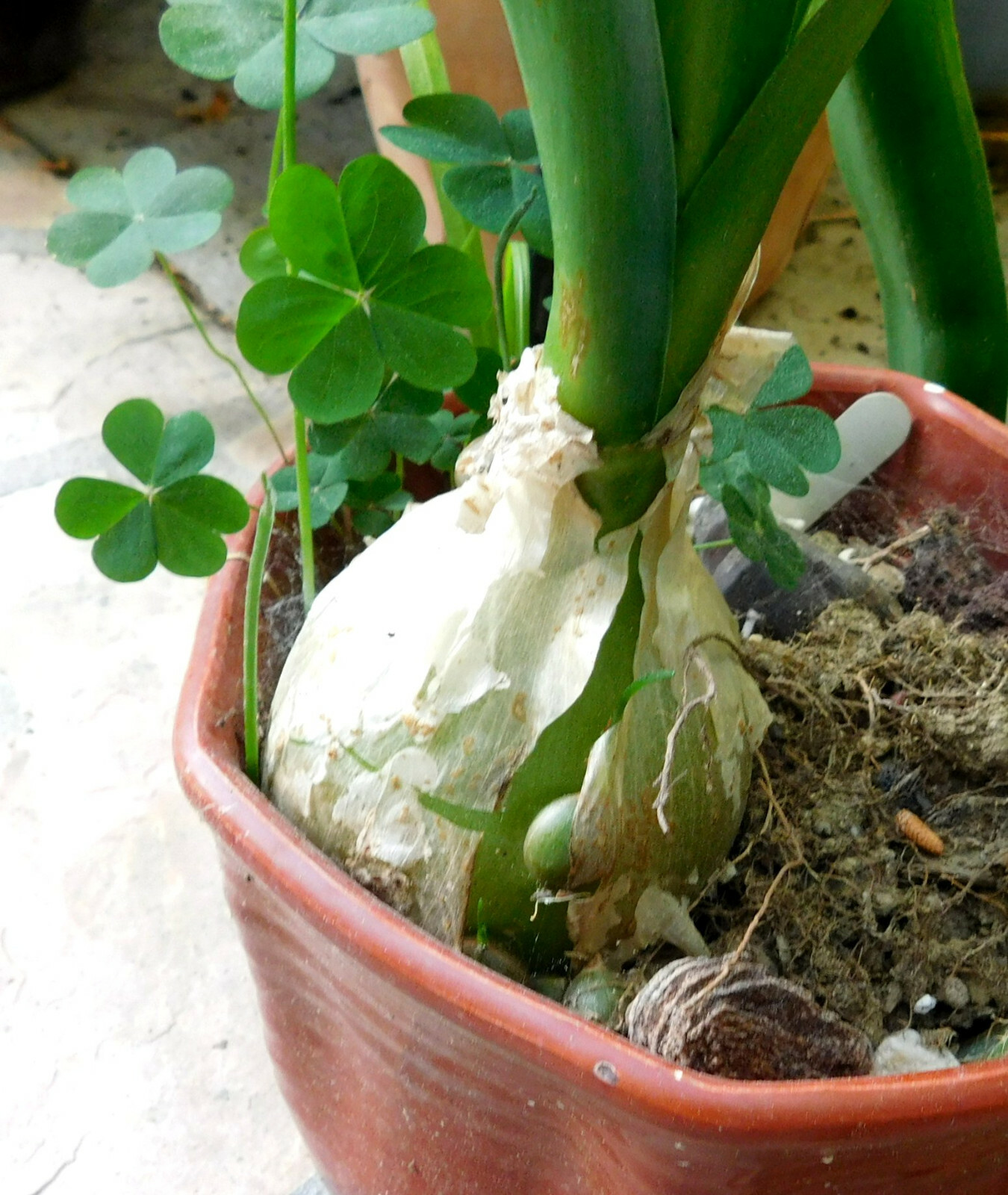 ORNITHOGALUM CAUDATUM PREGNANT ONION BULB