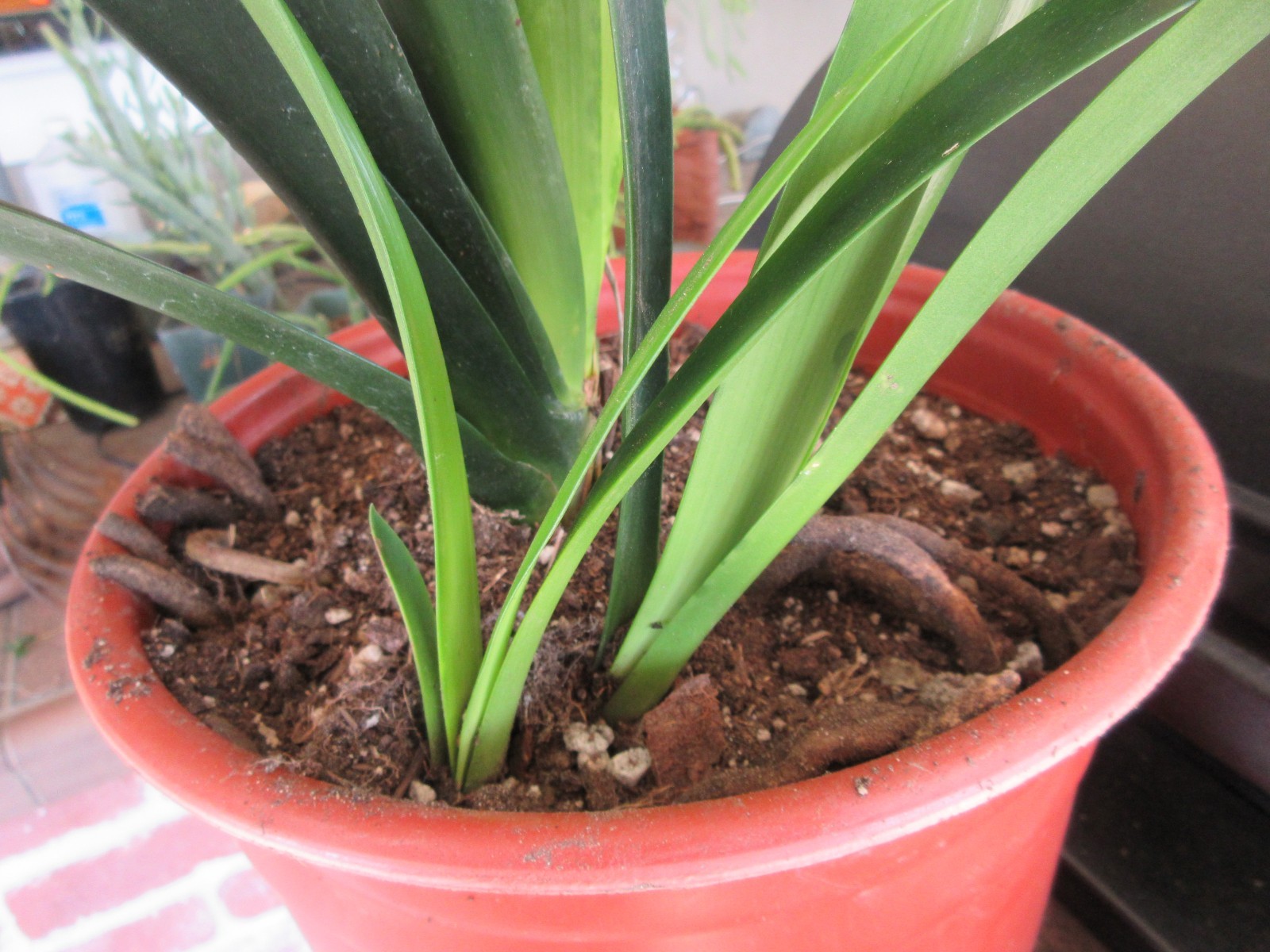 Hybrid Clivia miniata extra-large plant with 2 pups Salmon & Yellow throat