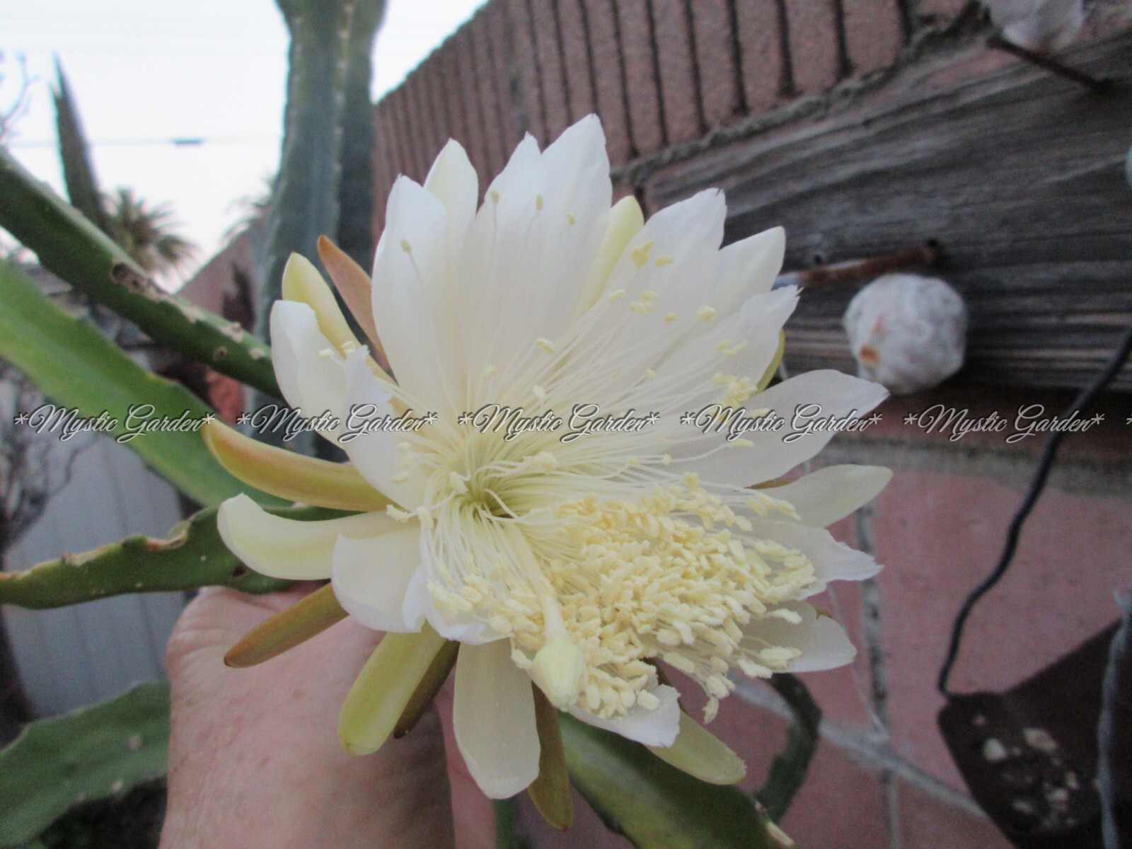 Weberocereus Tonduzii 1 cutting 8″ Long