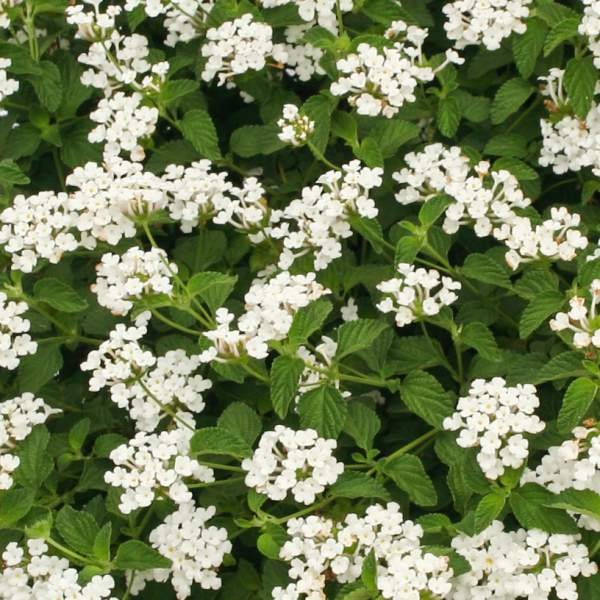 Lantana Assorted Rooted Starter Plant Bundle Live House Plants BUY 2 GET 1 FREE