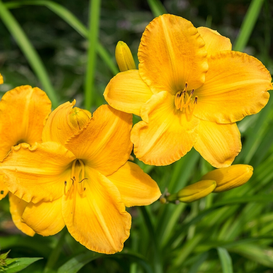Stella d Oro Daylily Hemerocallis 25 Plants in 3-1/2 inch Pots