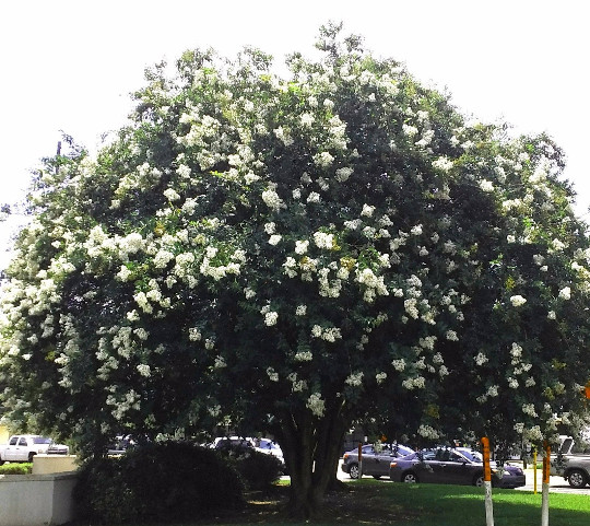 2 LIVE PLANTS CREPE MYRTLE TREES SNOW WHITE FLOWERING CRAPE BUSH SHRUB STARTER