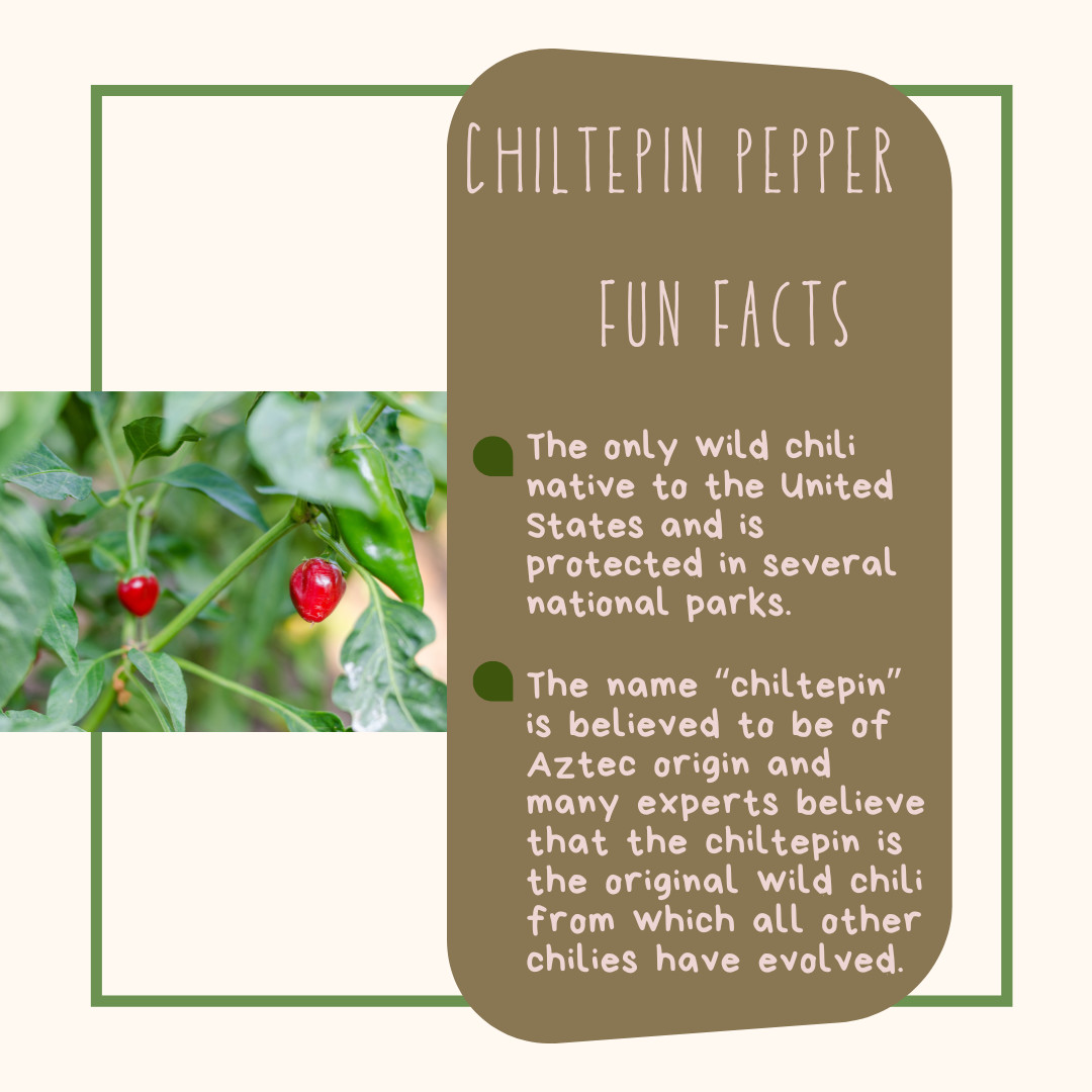 25 Chiltepin pepper seeds, aka Bird Peppers, Capsicum annum, Very Hot Pepper