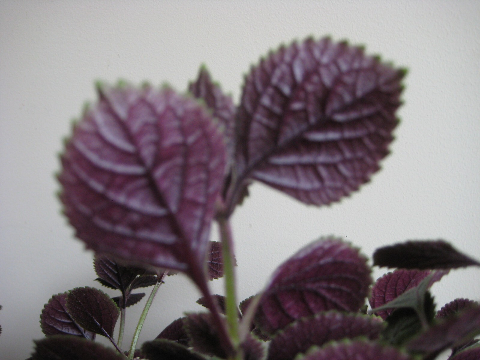 2 Purple swedish ivy plectranthus LIVE PLANTS Passion Plant FREE SHIPPING $$!!