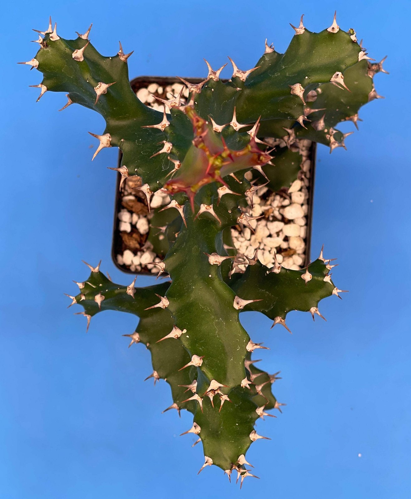 Spiral Euphorbia Tortilis Twisted Spurge In 3.5″ Pot Super Healthy – Overgrown!