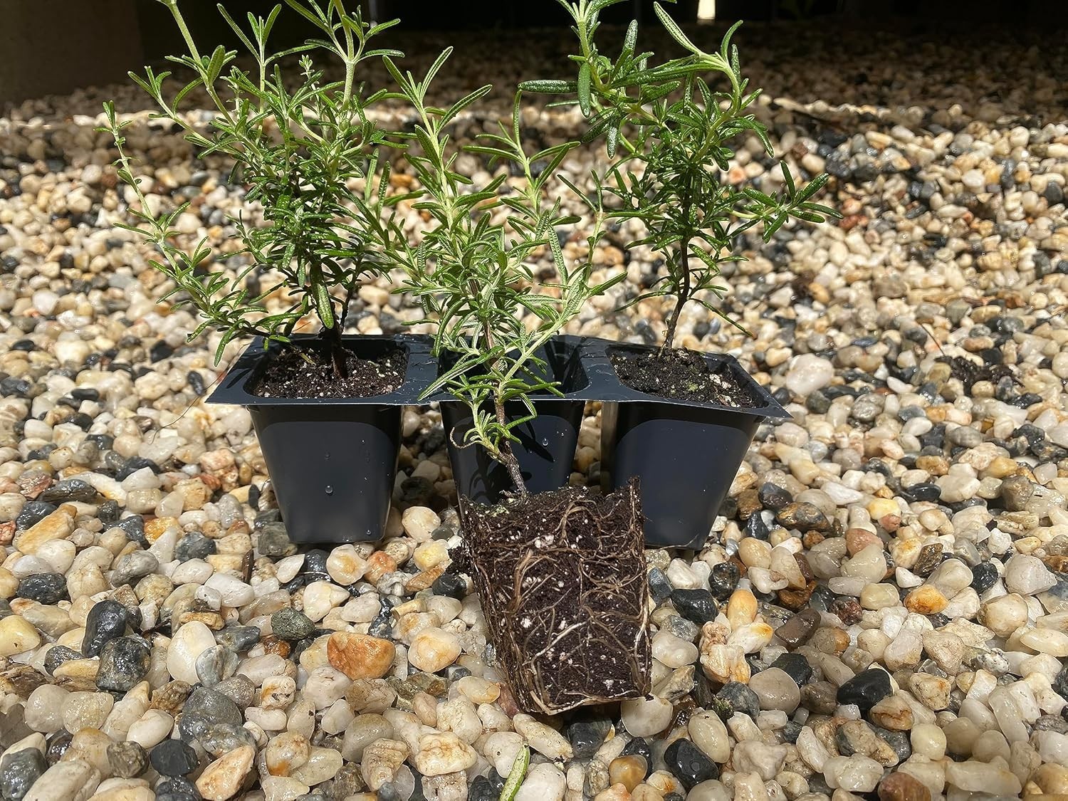 Creeping Rosemary in 2.5” Nursery Cubes (Rosmarinus officinalis ‘Prostratus’)