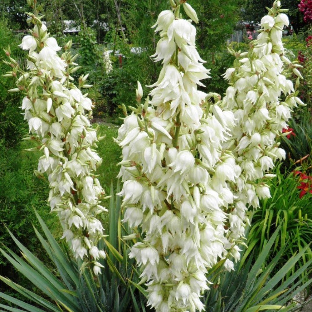 ADAM’S NEEDLE Yucca Filamentosa 10,30 SEEDS