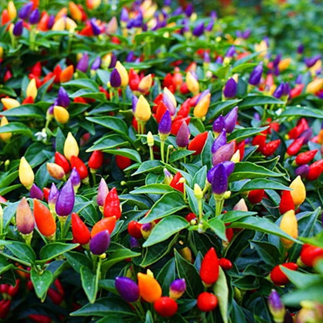 Chinese five Color Hot Pepper. 10 Seeds Free Shipping!