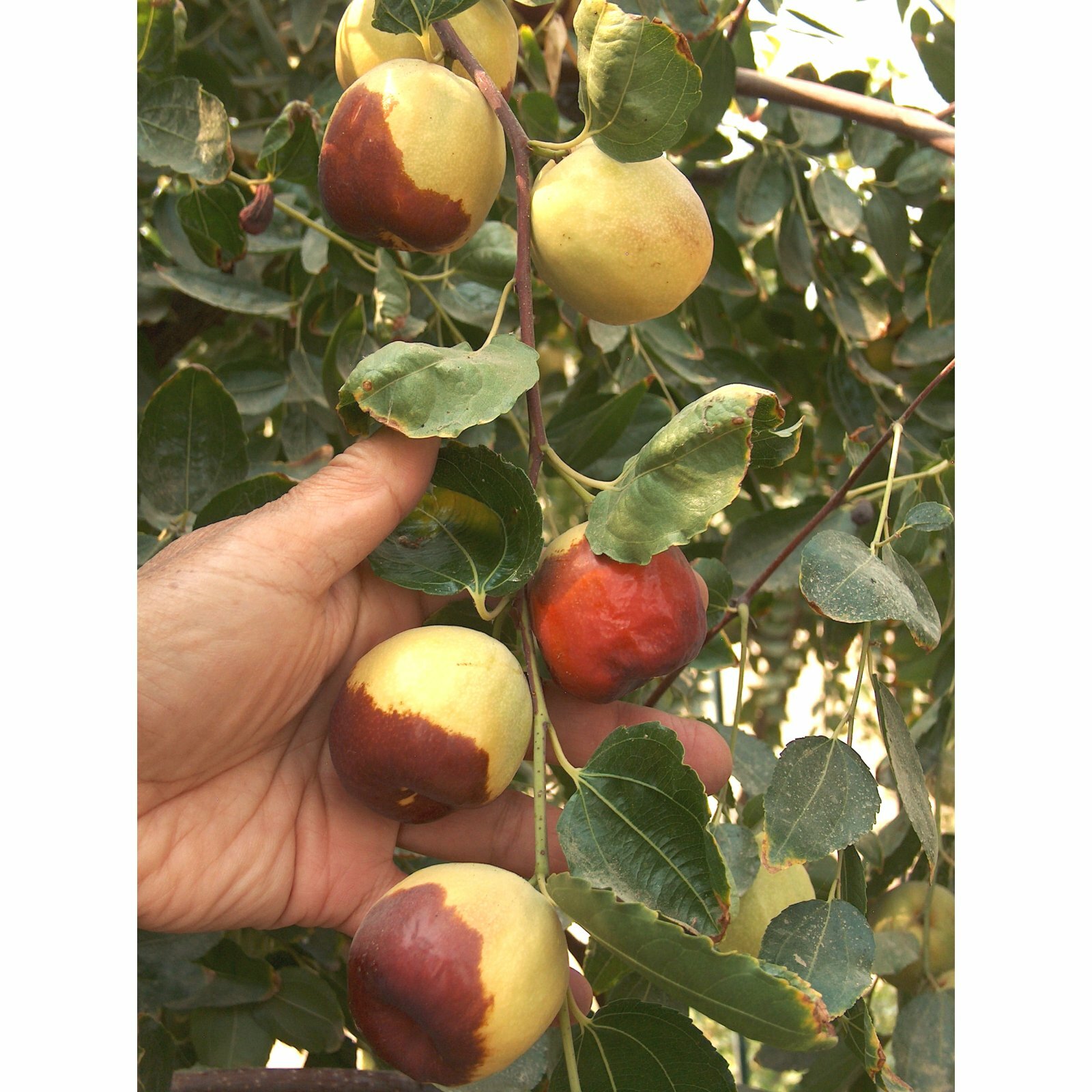 T562C (20)Shanxi Li Jujube Tree Cutting/ScionWood/Scion 10″ For Grafting No Root