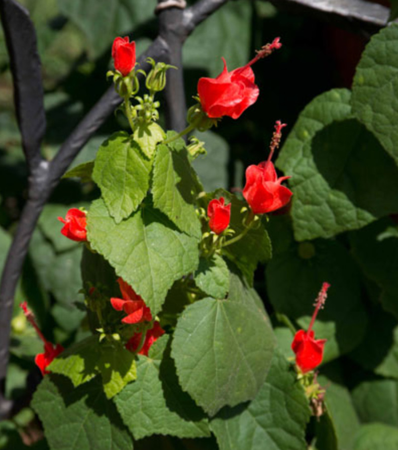 Turk’s Cap Live Plant – 1 Gallon – Fully Rooted Texas Native Shrub