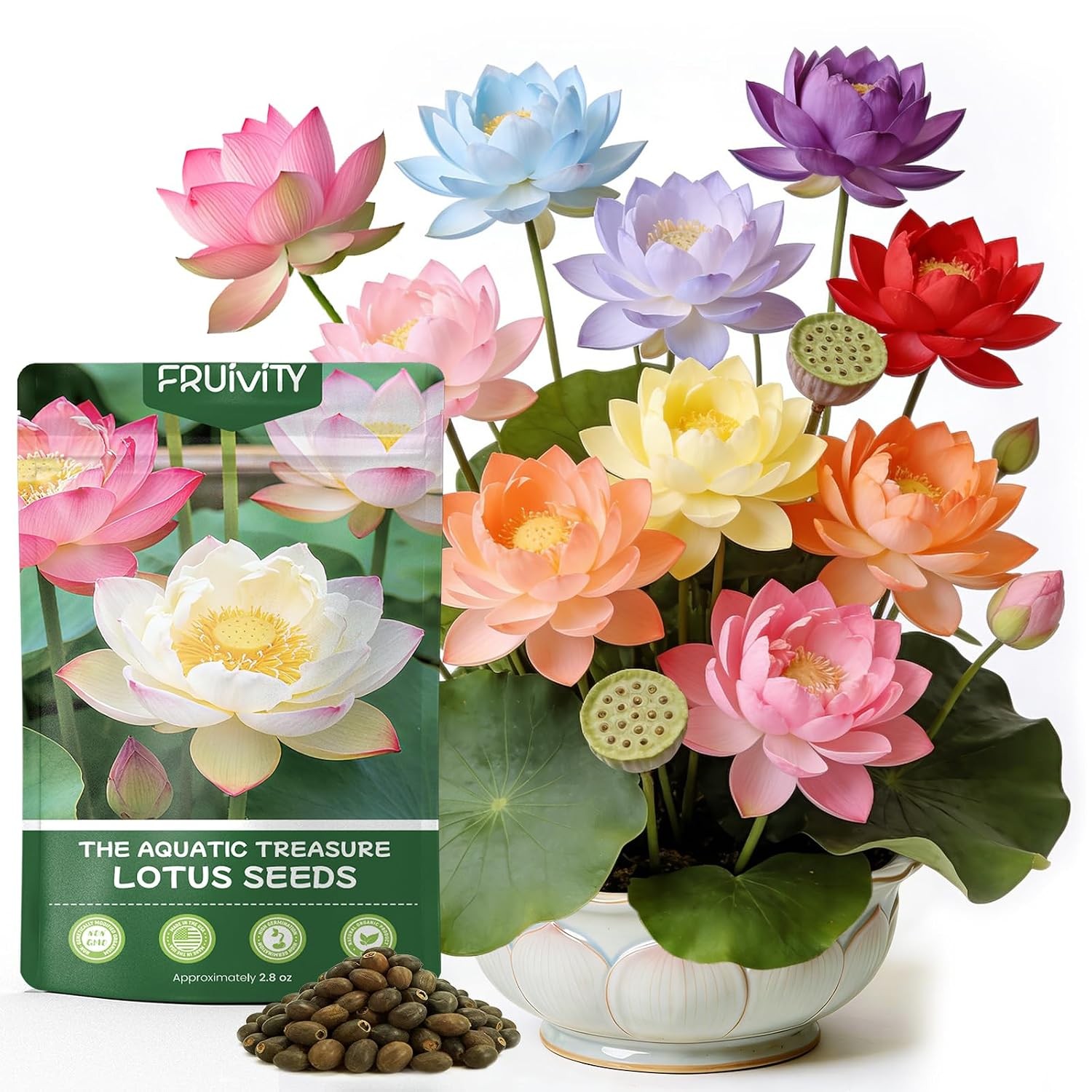 60 PCS Mixed Color Live Water Lotus Seeds for Planting in Water Bowl Lotus