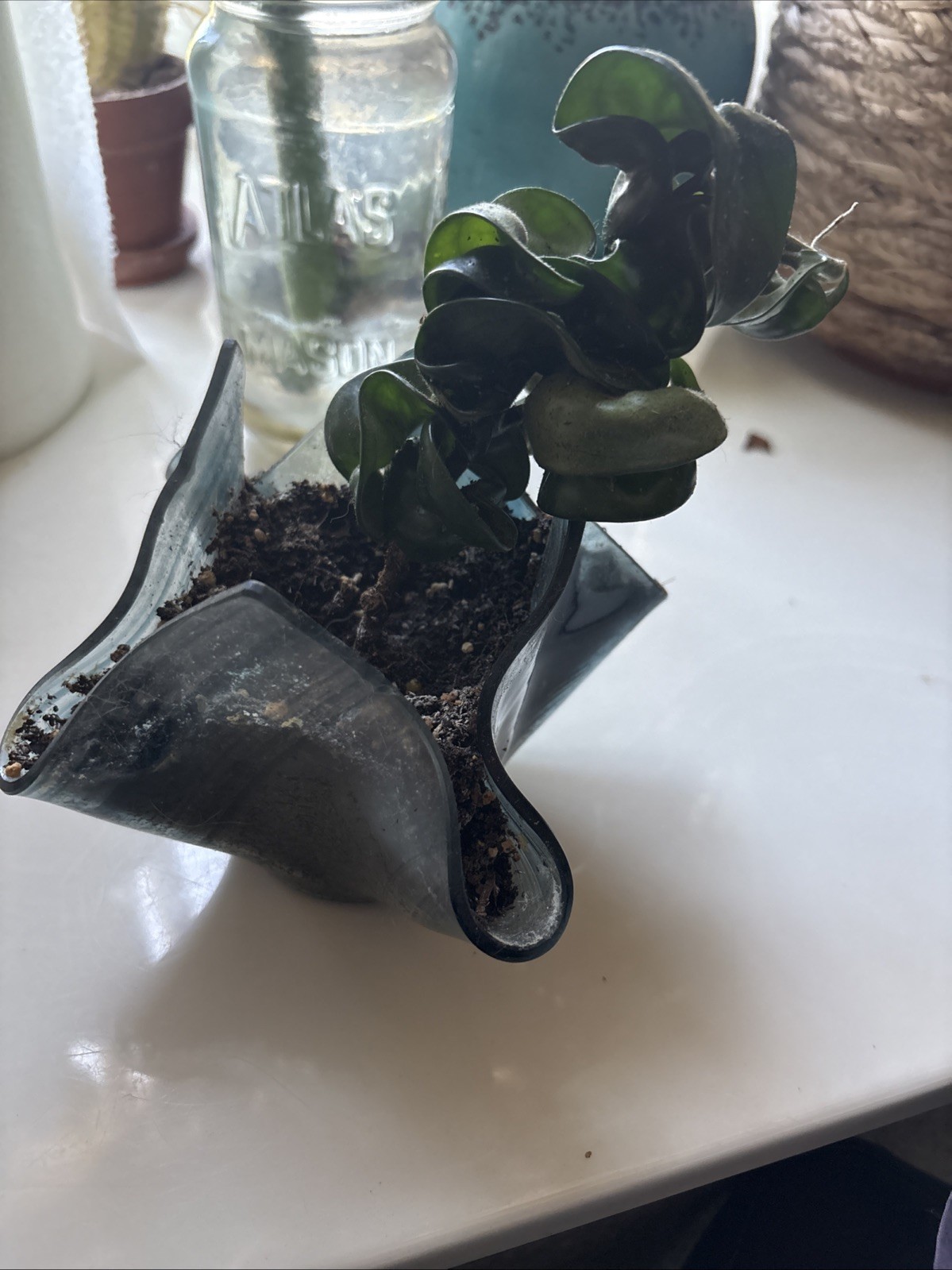 Propagated Plants, Hoya Hindu Rope Plant