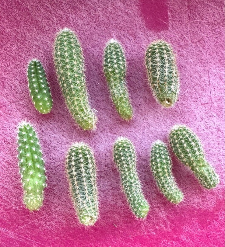 6 Assorted Mixed Colors Chamaecereus Offset Peanut Cactus Succulents