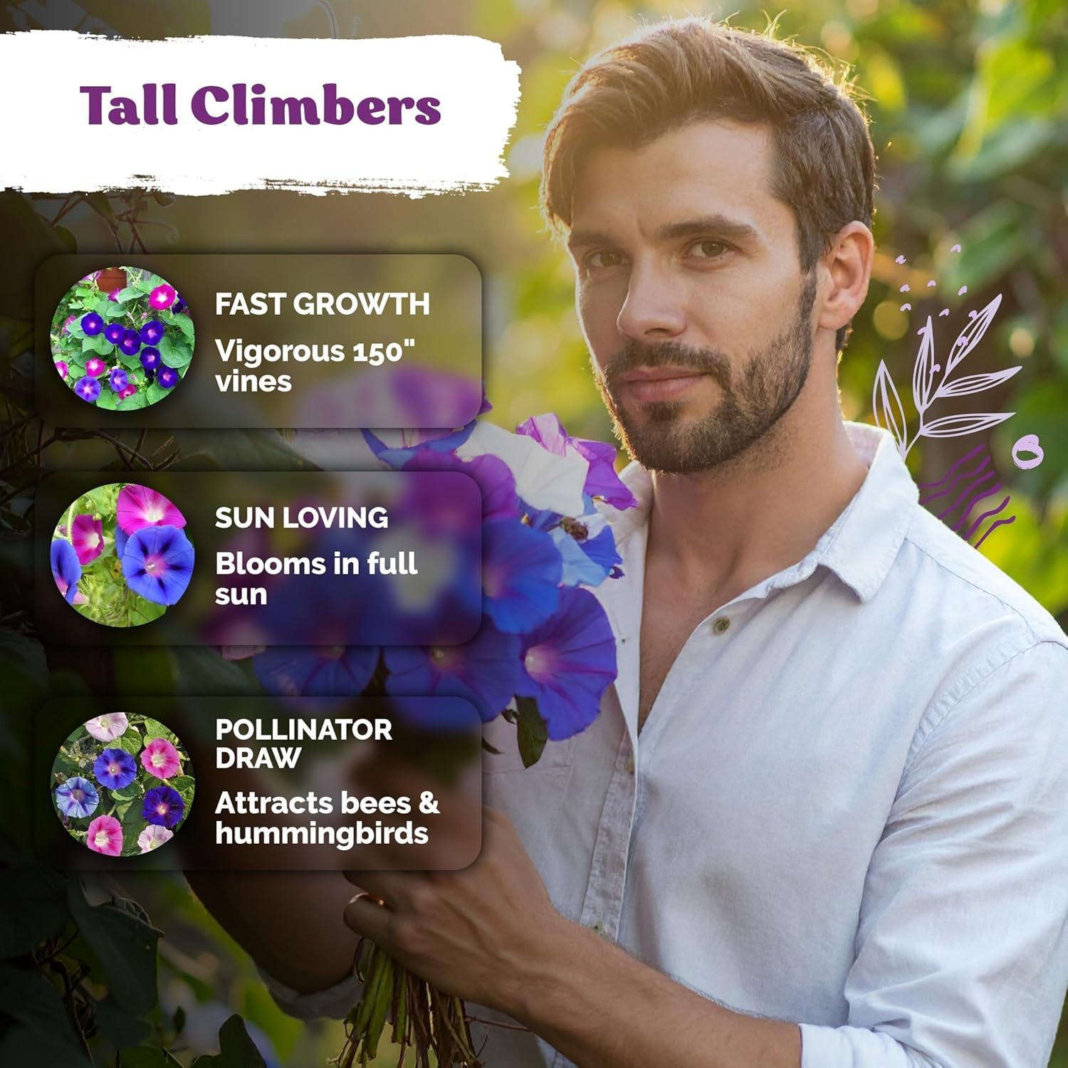 Organic 50 Count Morning Glory Seeds – Climbing Vines for Pollinator Gardens