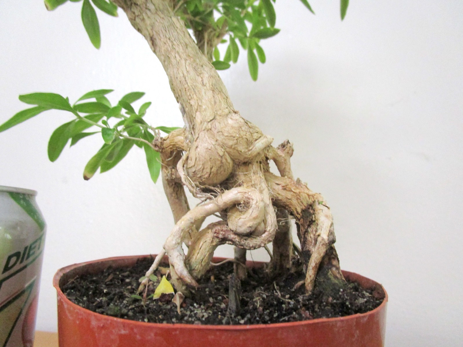 Flowering Serissa for mame shohin bonsai tree exposed roots thick trunk
