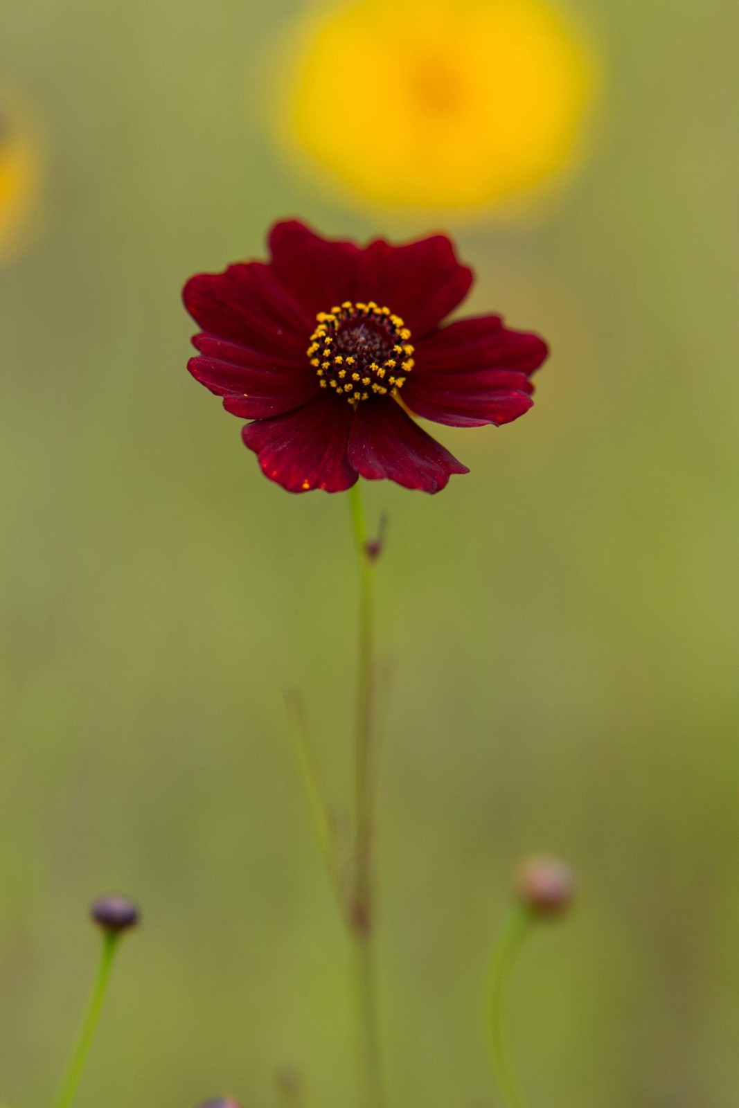 50 MAHOGANY MIDGET COREOPSIS Tinctoria Red Dwarf Flower Seeds *Flat S/H