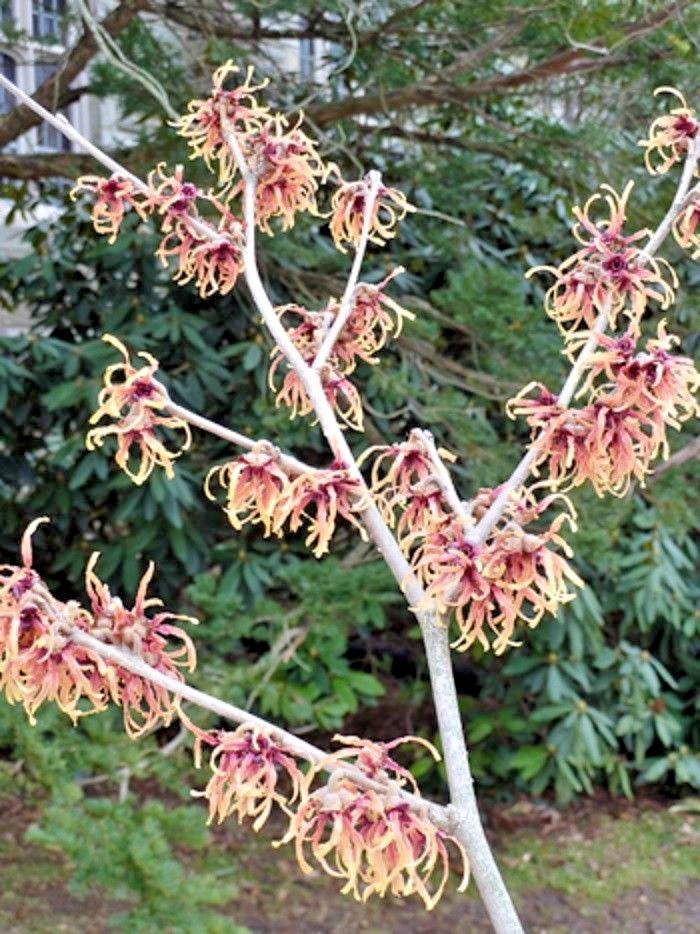 10 STRAWBERRIES AND CREAM WITCH HAZEL SEEDS – Hamamelis x intermedia