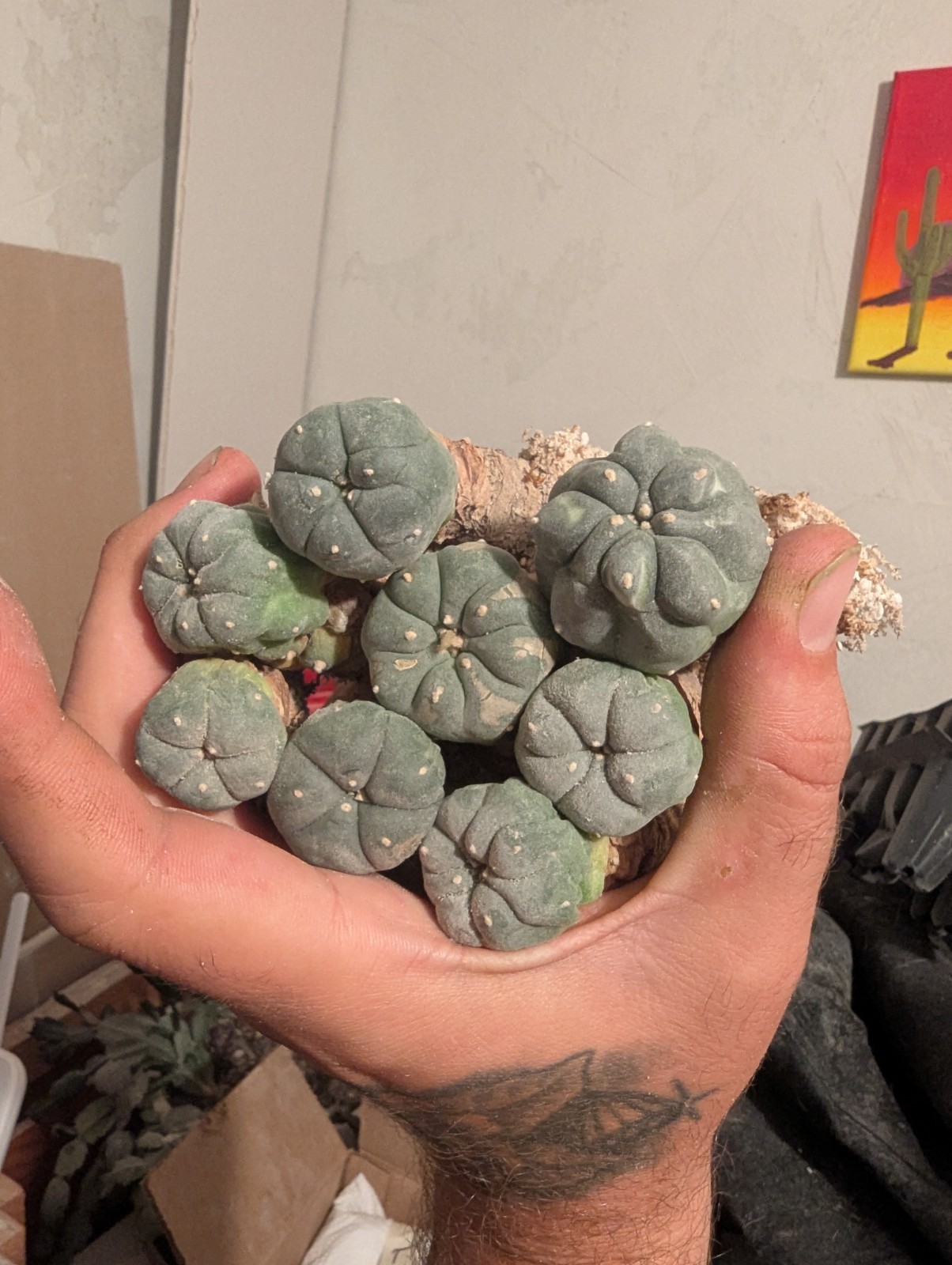 Northern Blue Button Cactus 0.5-1.5 inch W