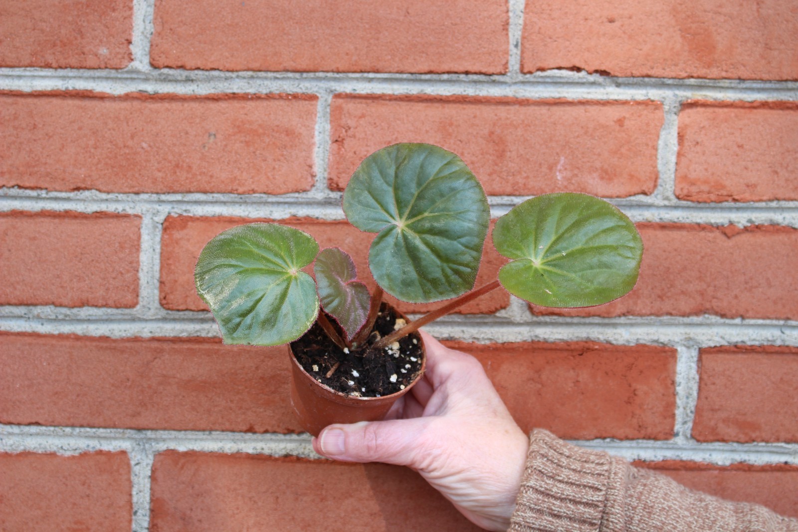 begonia acetosa