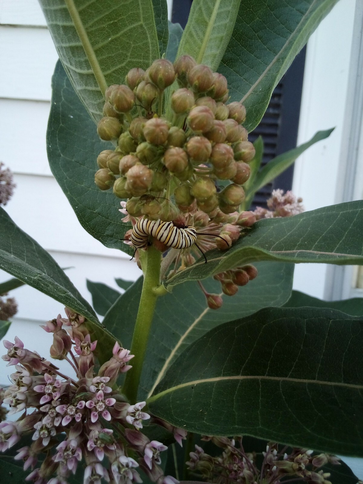 300 SEEDS COMMON MILKWEED ASCLEPIAS SYRIACA