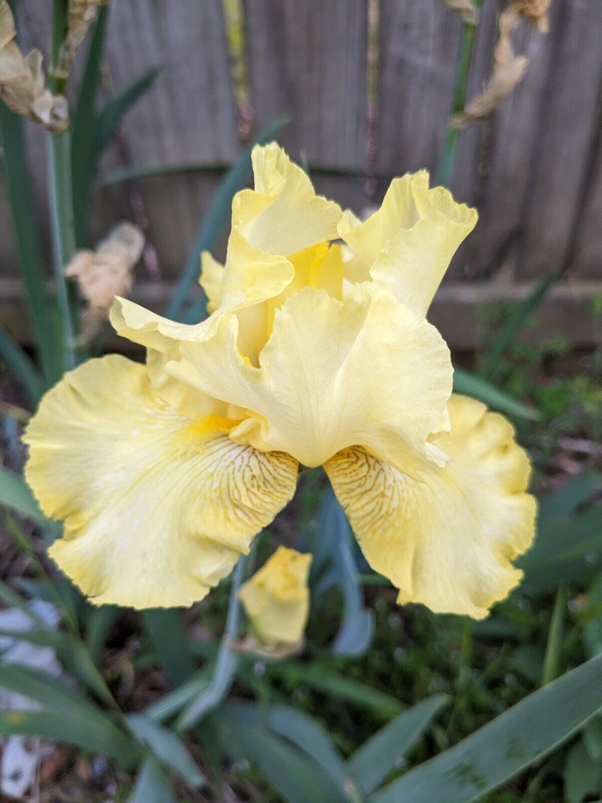 Lot of 4 Tubers Roots Rhizomes Reblooming Yellow Buckwheat Bearded Irises