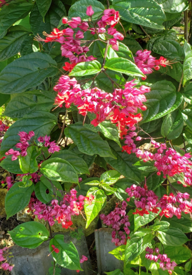 Set 2 Red Bleeding Heart Vine Plant – 4-6″ Tall – Tropical Climbing Flower Vine