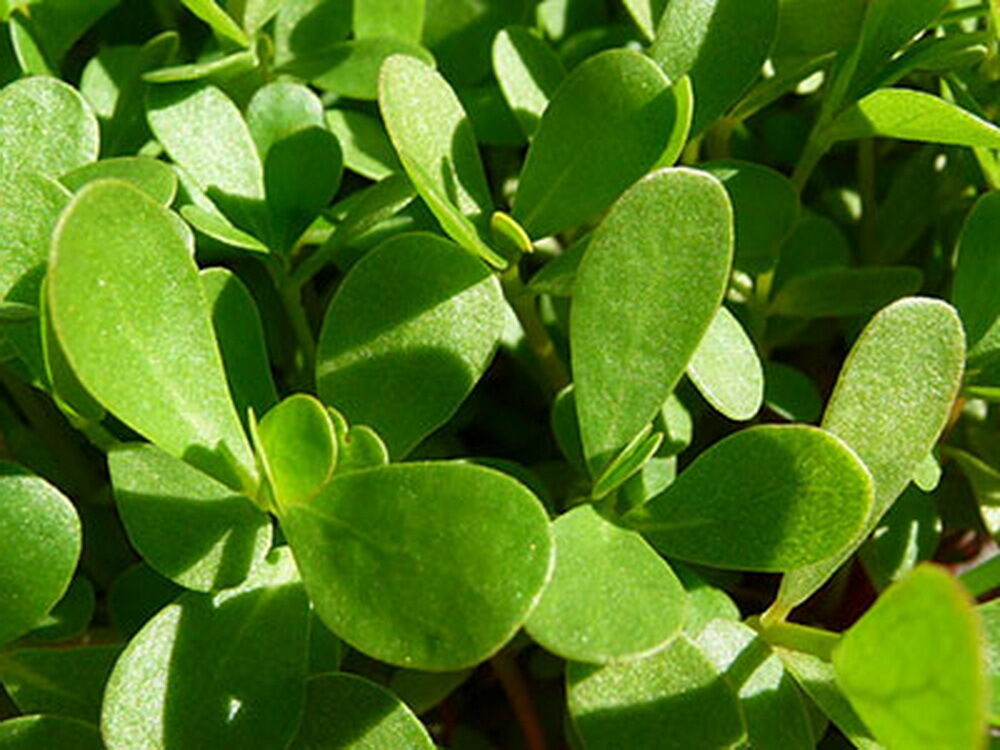 10,000 GREEN PURSLANE SEEDS Healthy Herb Portulaca Oleracea – Non-GMO