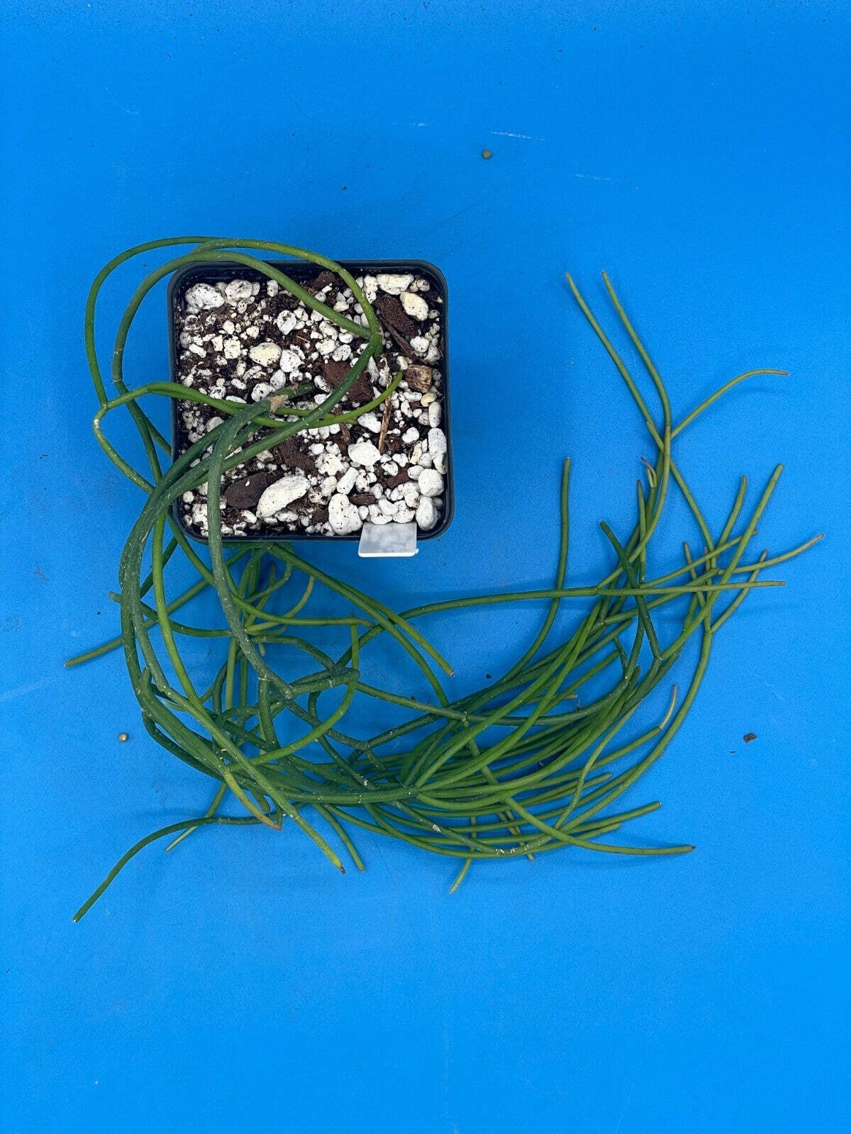 Rhipsalis baccifera – Spaghetti Cactus – 3.5″ Pot – Full And Super Healthy