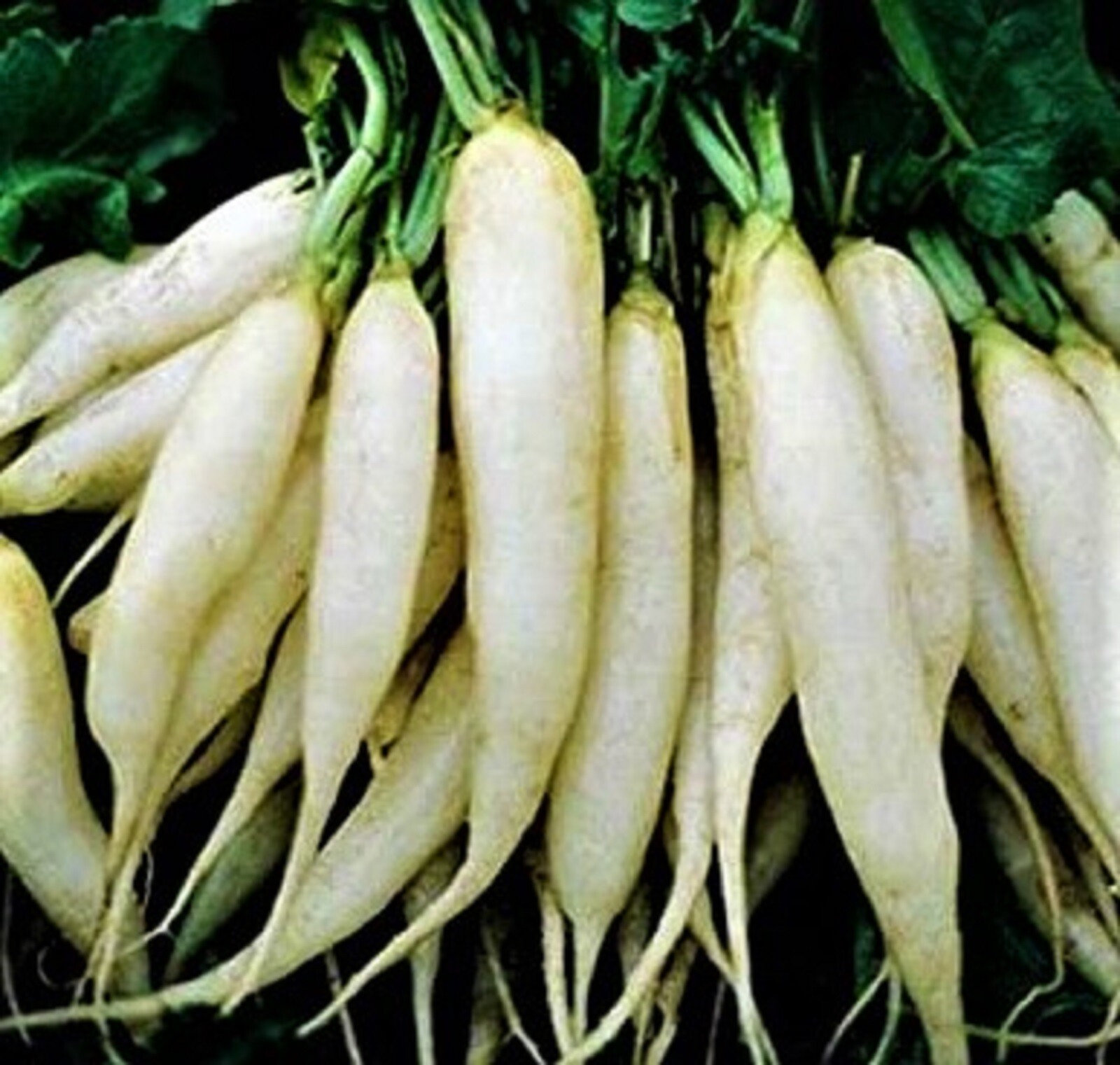 White Icicle Radish Seeds 200+ SEEDS NON-GMO –BUY 4 ITEMS FREE SHIPPING