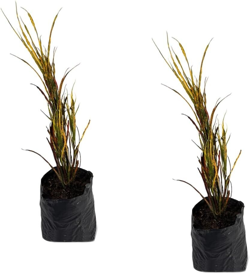Crotton Picasso (2pack) by LEAL PLANTS ECUADOR-Picasso Paintbrush Natural plant
