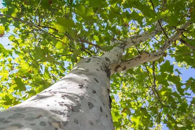 Indiana Grown American Sycamore Platanus occidentalis Tree Seeds 250 + to plant