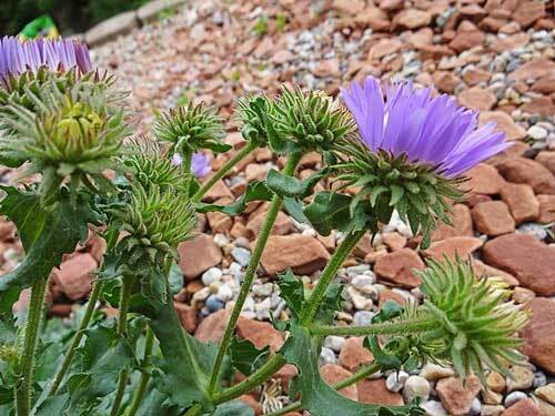 Machaeranthera bigelovii | Purple Tansy or Wild Aster | 100 Seeds