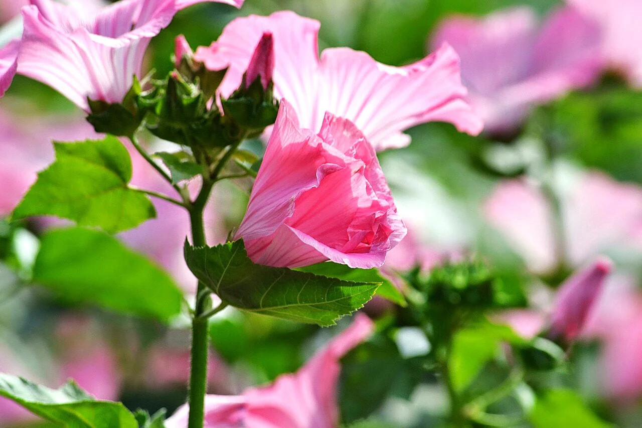 Blush Pink Regis Rose Mallow Seeds – For 2025 Planting Malva Trimestris