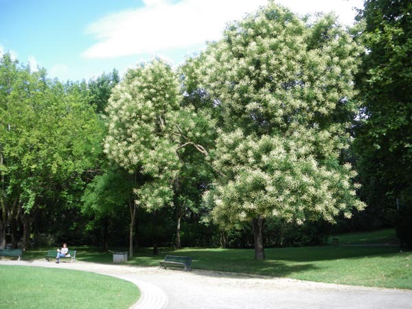 Japanese Pagoda, Sophora japonica, Tree Seeds