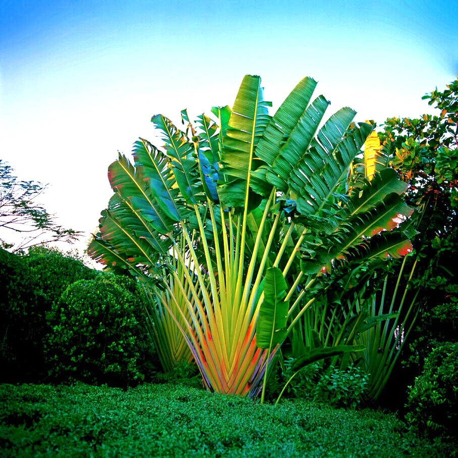TRAVELERS PALM TREE SEEDS (Ravenala madagascariensis) Bird of Paradise Plant