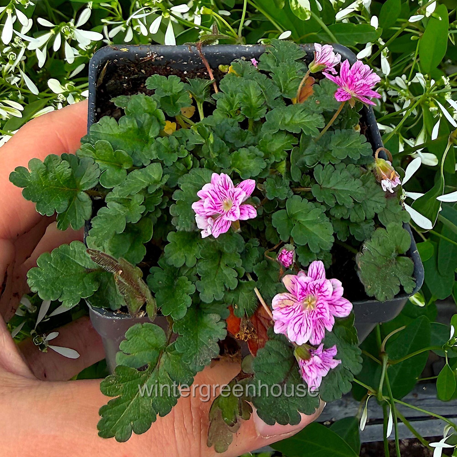 Erodium x variabile ‘Flore Pleno’, Heron’s Bill, Container Size: 3″ (2.6×3.5″)