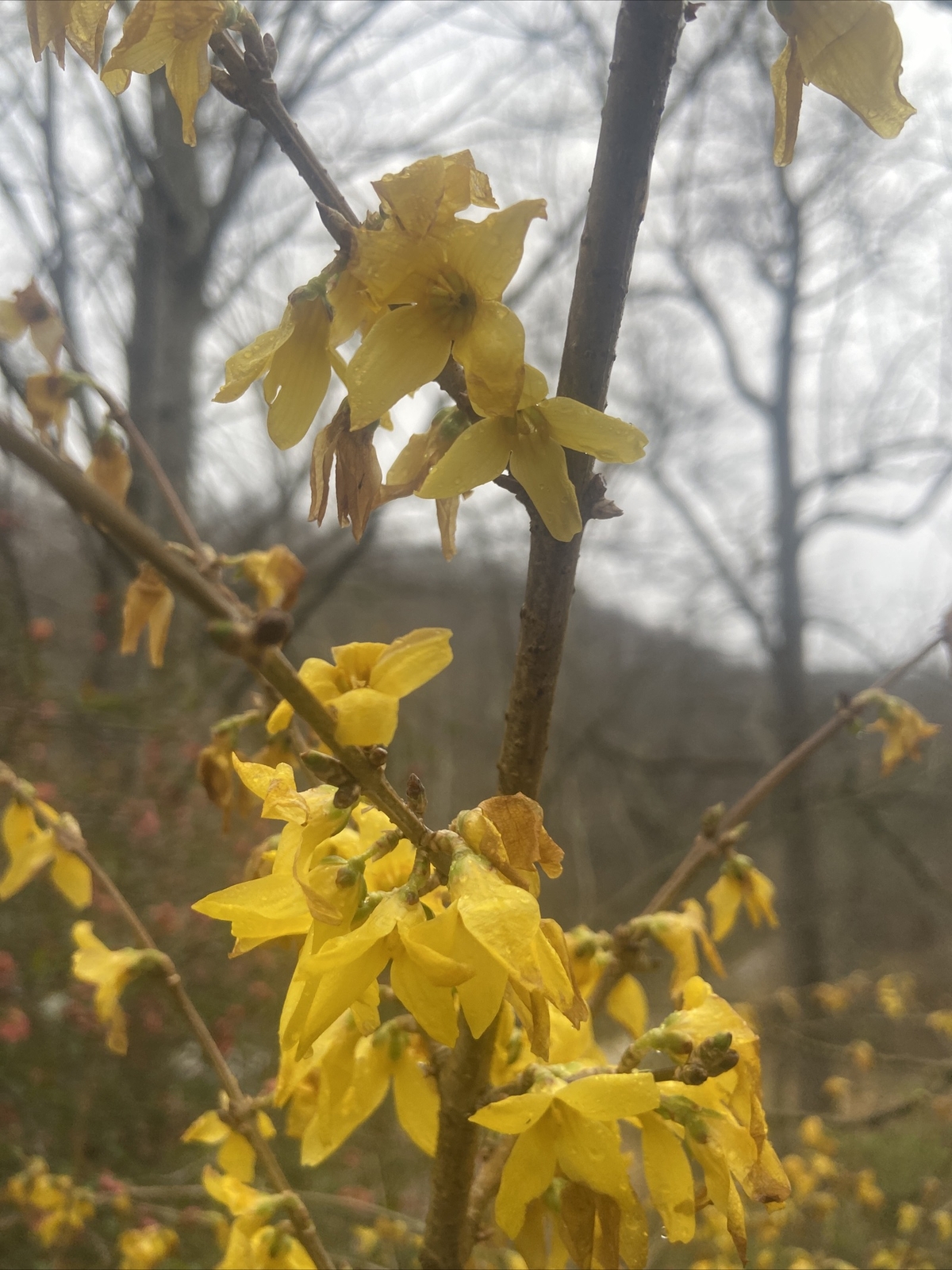Native perennial Forsythia 15 unrooted cuttings, edible, and medicinal plant