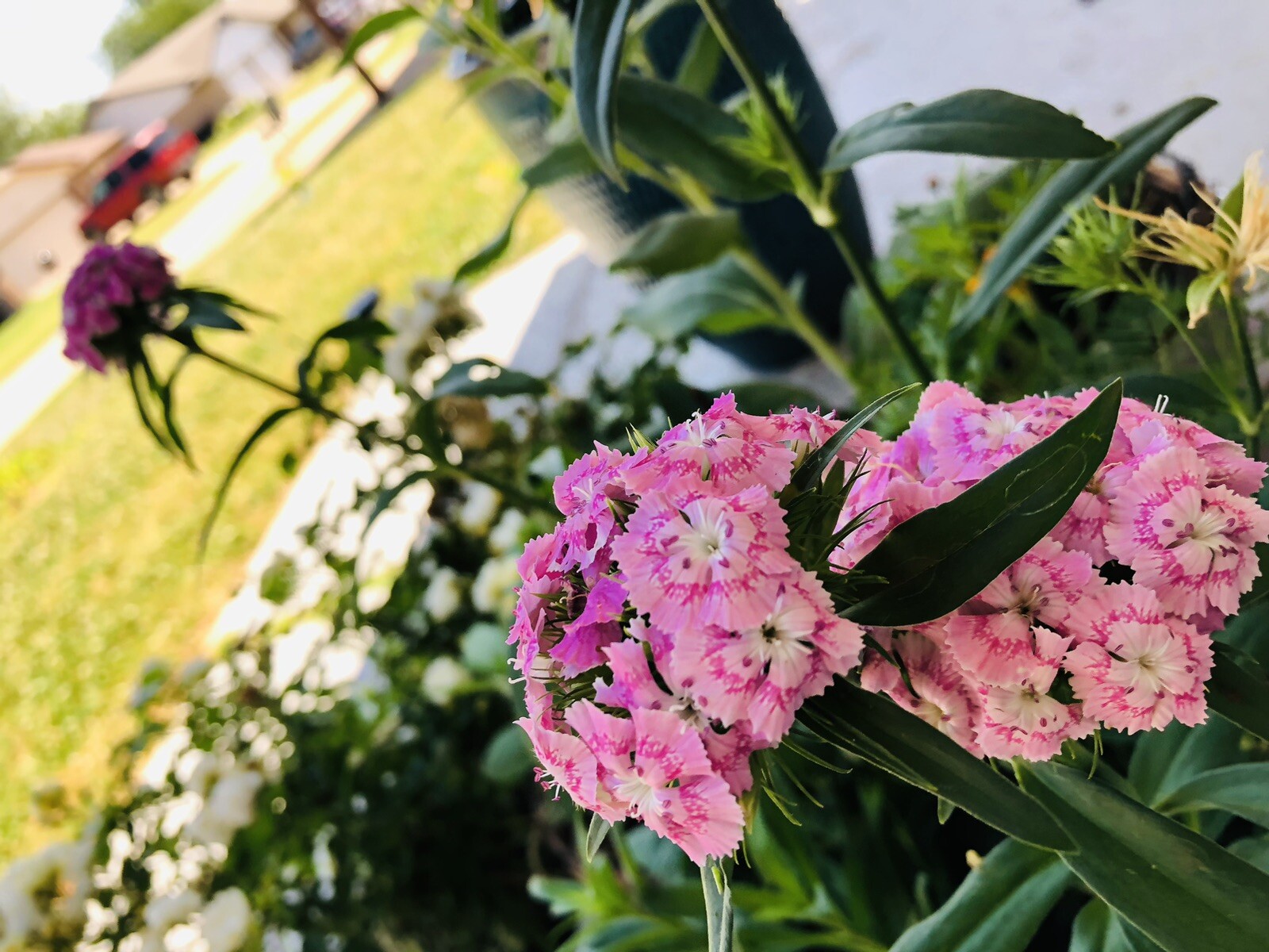 150 Pink BICOLOR SWEET WILLIAM Seeds (Dianthus barbatus) Perennial Flower