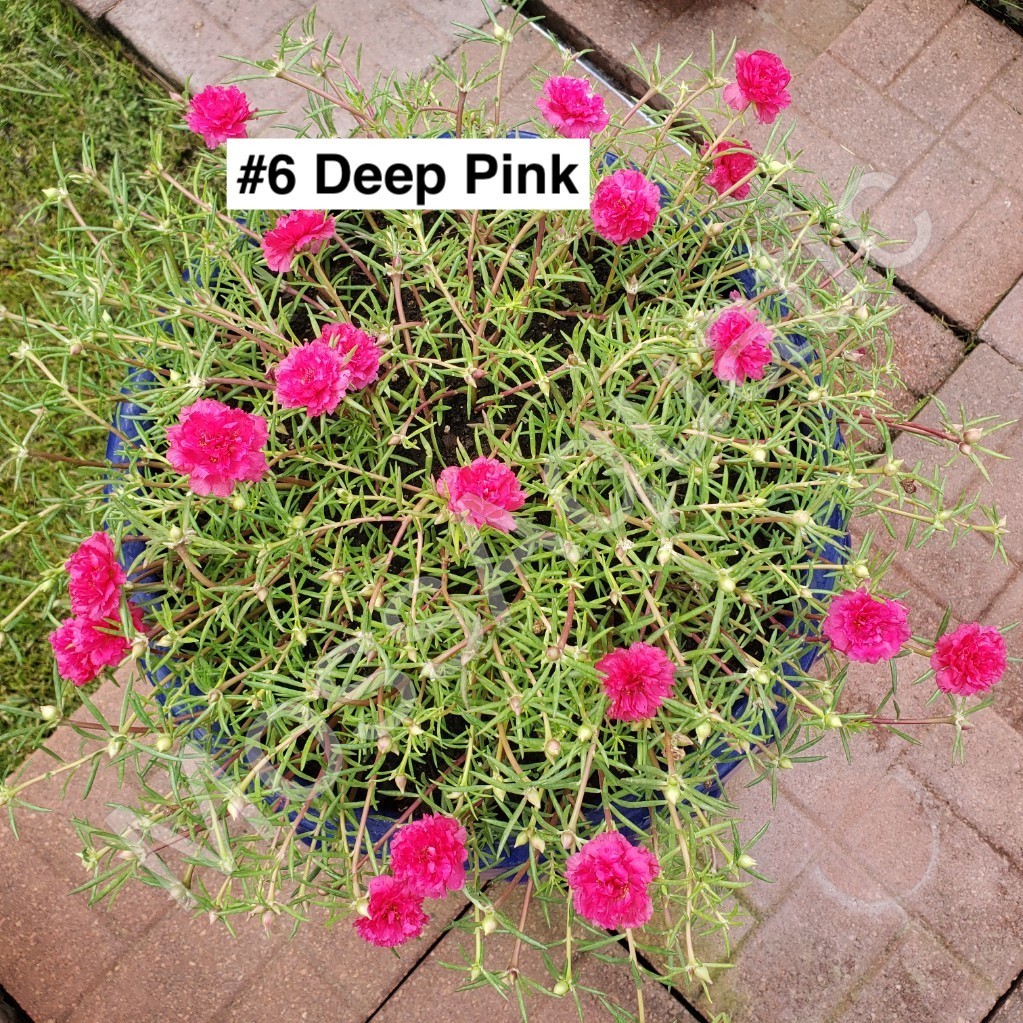 Moss Rose ( Portulaca Grandiflora ) , Mix, 10 unrooted Cutting