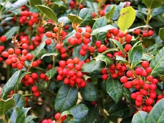 ( 1 ) – Nellie R. Stevens Holly Tree – Starter Plant – ( 1 live plant )