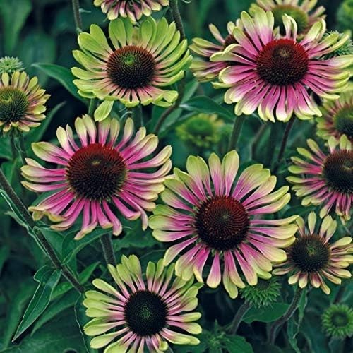 Pollinator Magnet Plant – Echinacea Green Twister – 1 Count