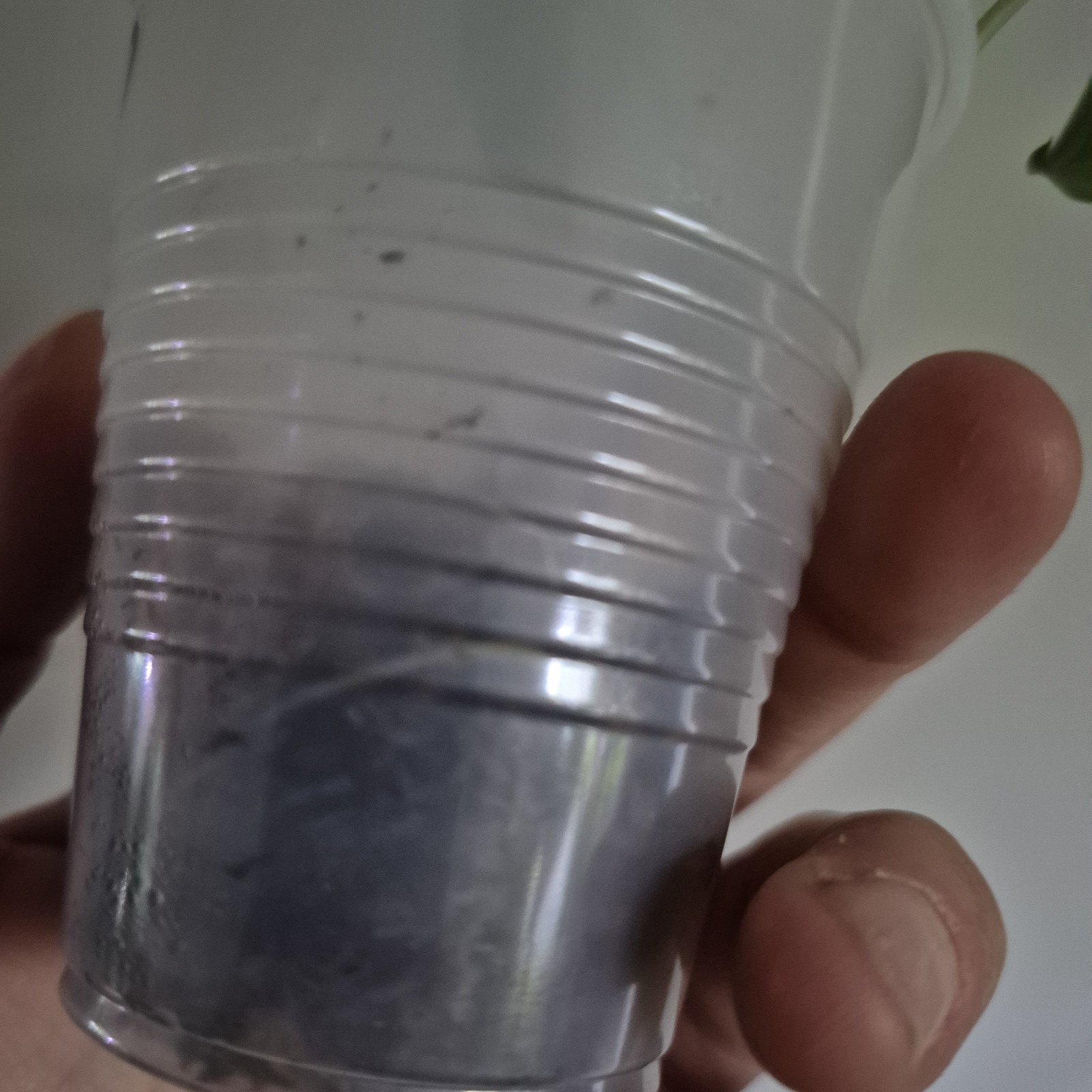Philodendron Camposportoanum – Rooted Plant – Rare Plant 2.5 Inch