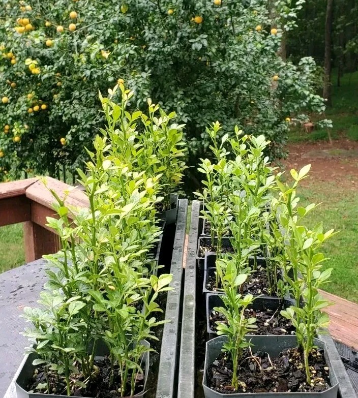 Poncirus Trifoliata Citrus Trifoliate Oranges (50 Ct) Year 1 Seedlings 4-6″ 🍊
