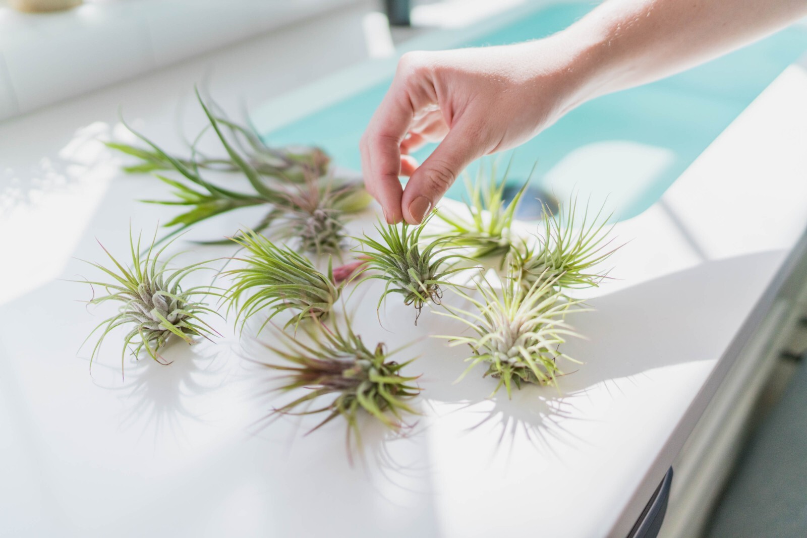 The Yucatan Collection-Wholesale Tillandsia Air Plants- Easy Care Indoor/Outdoor