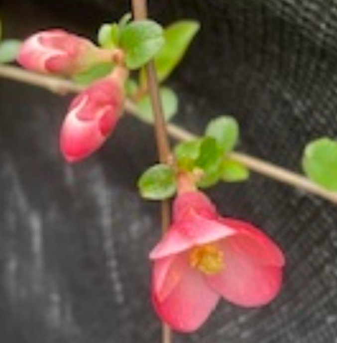 1 Rooted Flowering Quince, Chaenomeles