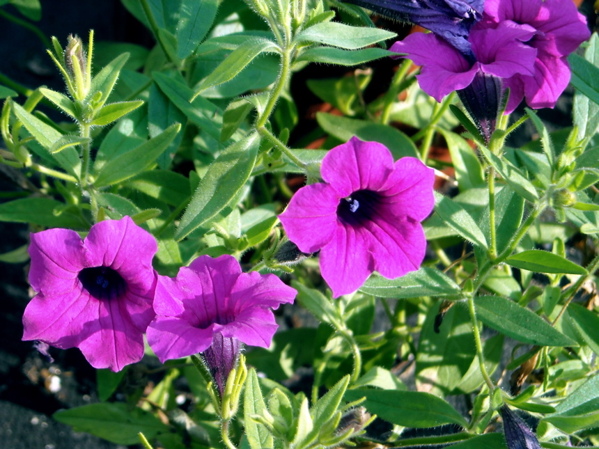 35 SEEDS – WILD PETUNIA, purple flower, FRAGRANT GroCo* – BUY ANY 15- SHIPS FREE