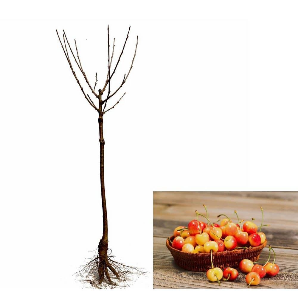 3 ft Rainier Cherry Tree with Blonde-Yellow Sweet Fruit for Garden Planting