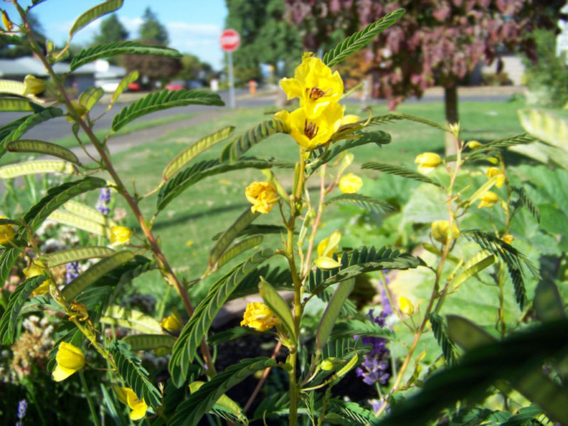 partridge pea, SLEEPING sensitive PLANT 254 seeds GroCo BUY ANY 10 – SHIPS FREE
